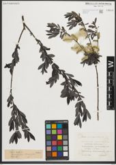 Foto von Salix purpurea L.